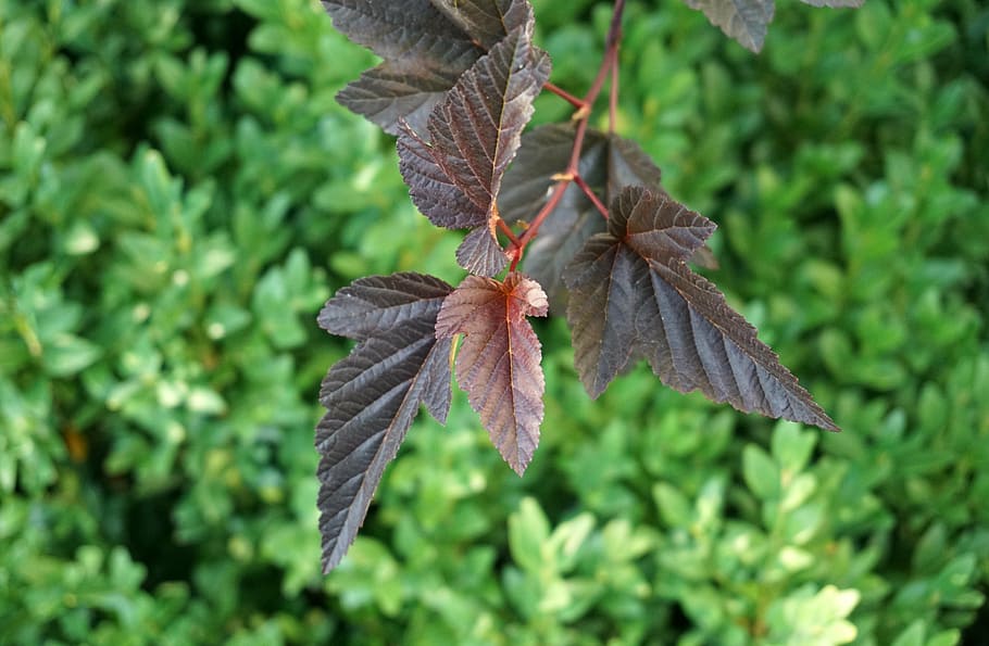 leaves, red, bush, contrast, close, park, plant part, leaf HD wallpaper