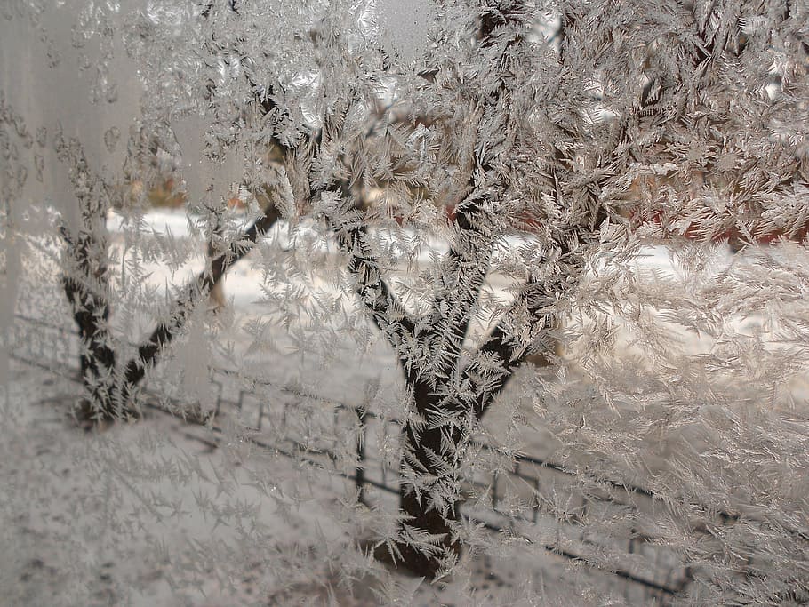 winter, rime, cold, trees, nature, backgrounds, full frame HD wallpaper