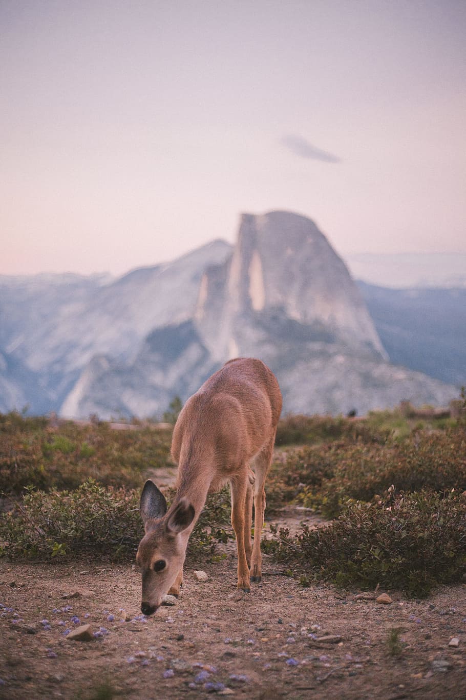 selective focus photography of brown deer, macro shot photography of brown deer smelling brown floor on mountain during daytime HD wallpaper