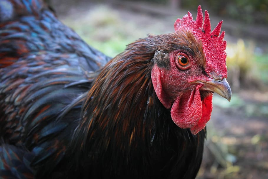 Chicken, Hahn, Animal, chicken - bird, rooster, livestock, cockerel HD wallpaper
