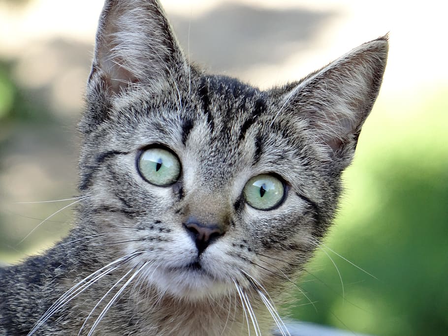 brown tabby kitten, cat, face, animal, domestic cat, adidas HD wallpaper