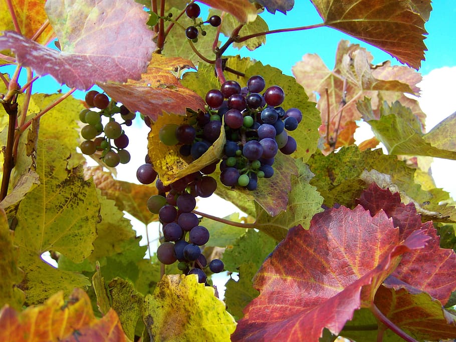 Autumn, Ripe, Grape, Vineyard, ripe grape, fruit, growth, leaf HD wallpaper