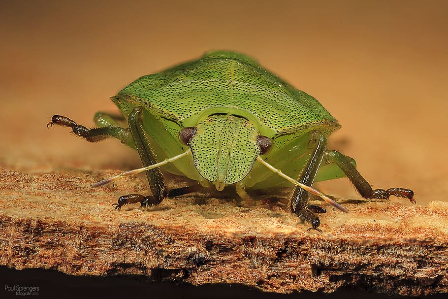 macro photography of green bug on brown board, wants, nature HD wallpaper