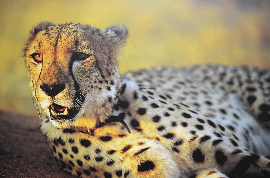 cheetah, zoo, alert, animal themes, animal wildlife, one animal HD wallpaper