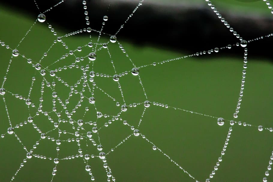 spider-web-web-water-drops.jpg