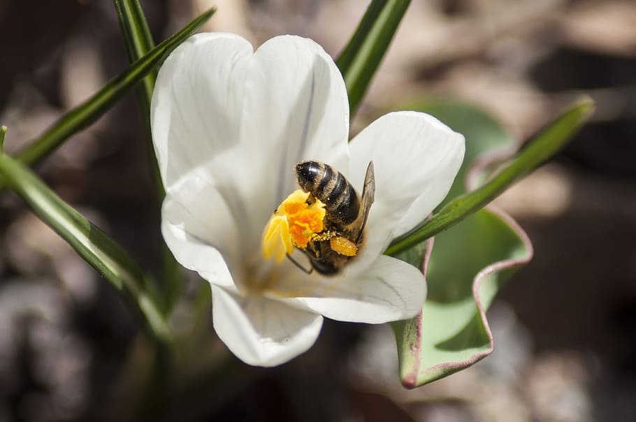 Bee, Flower, Crocus, Honey, Yellow, green, garden, summer, insect HD wallpaper