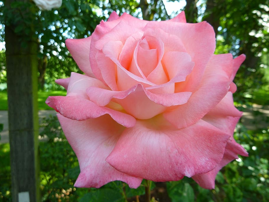 tilt shift photography of pink rose flower, Roses, Flora, Nature, HD wallpaper