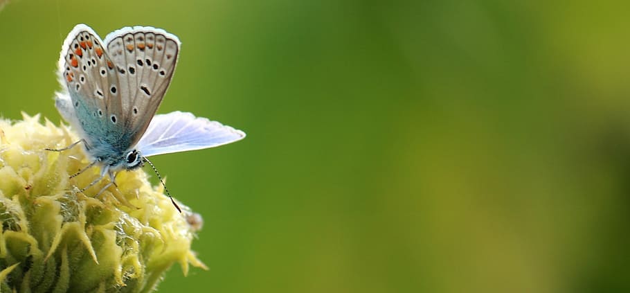 common blue butterfly perched on yellow petaled flower selective focus photography, HD wallpaper