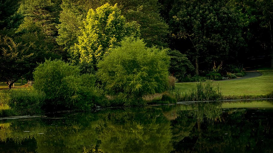 body of water on forest, virginia, park, meadow lark botanical gardens, HD wallpaper