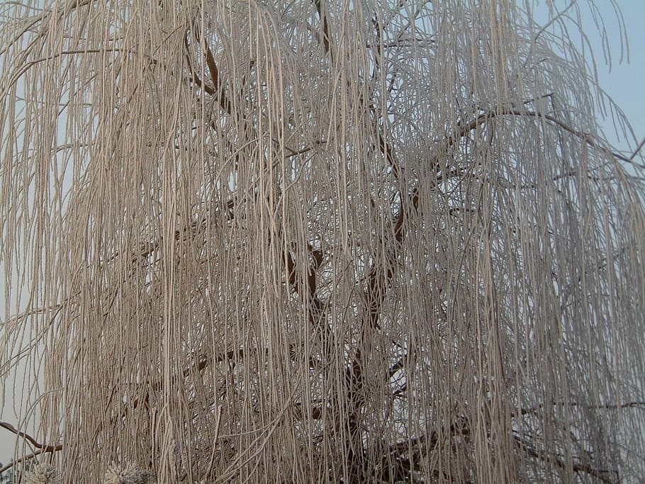 winter, ice, water, no people, plant, tree, day, nature, full frame HD wallpaper