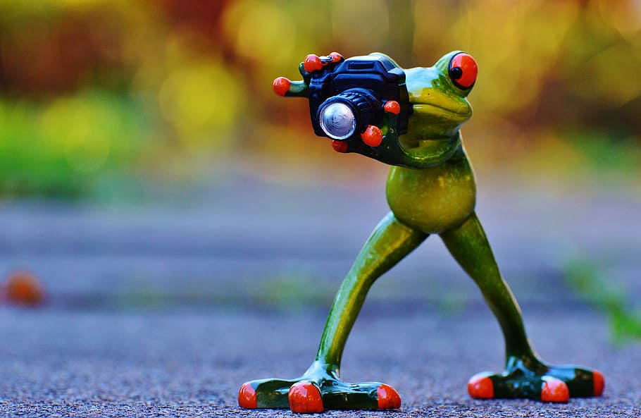 macrophotography of red-eye frog holding camera, photographer HD wallpaper