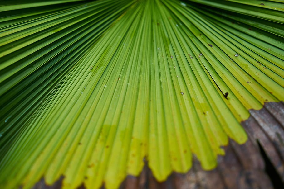 tree, leaves, palm, macro, green, forest, nature, texture, plant HD wallpaper