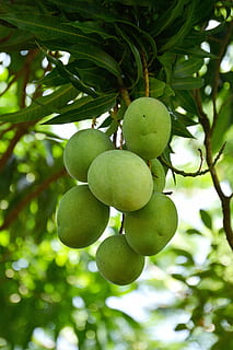 Mango, Vegetable, Food, Tropical, fruit, plant, tropical fruit HD wallpaper