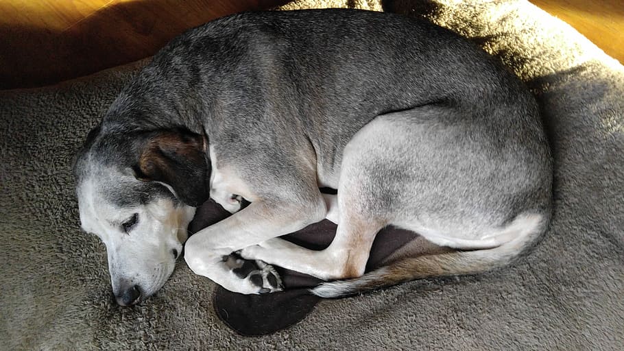 dog, pet, dog bed, sleeping, sleeping dog, tired, pets, animal HD wallpaper