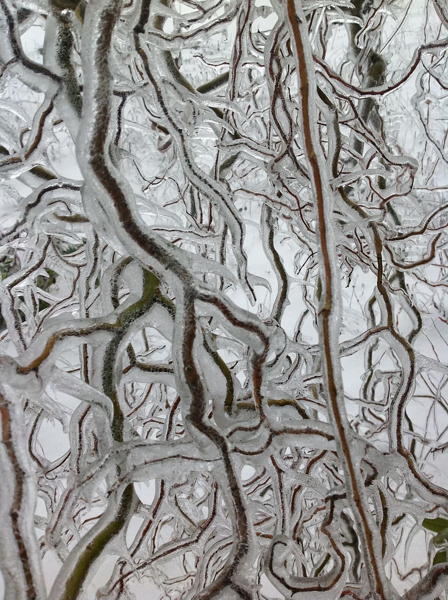 Branches, Ice, Frozen, Winter, Cold, twigs, full frame, no people HD wallpaper