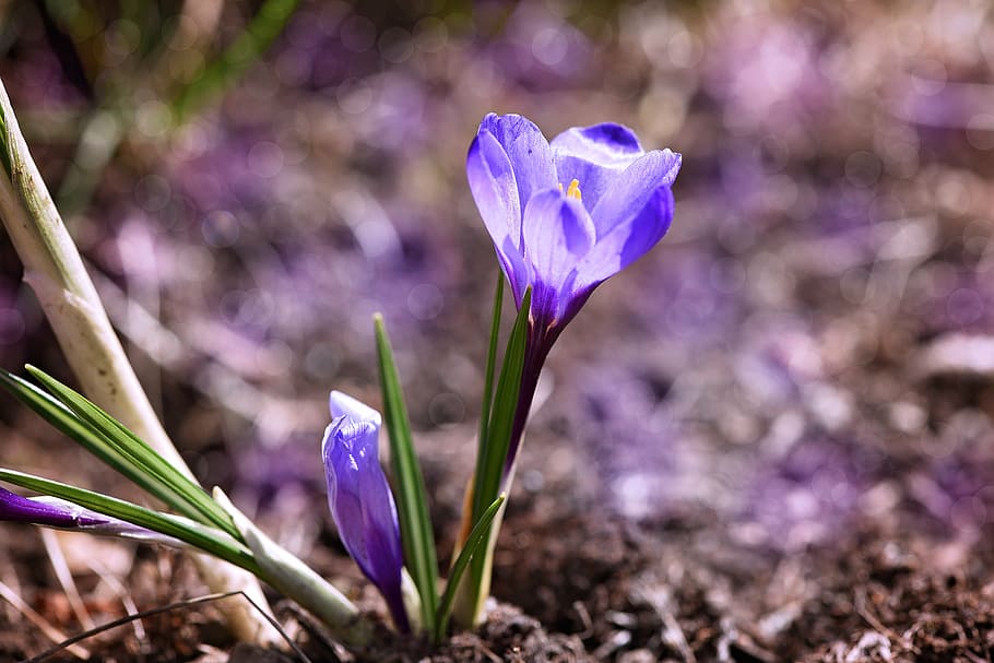 crocus, flower, early bloomer, blue, light blue, spring flower HD wallpaper