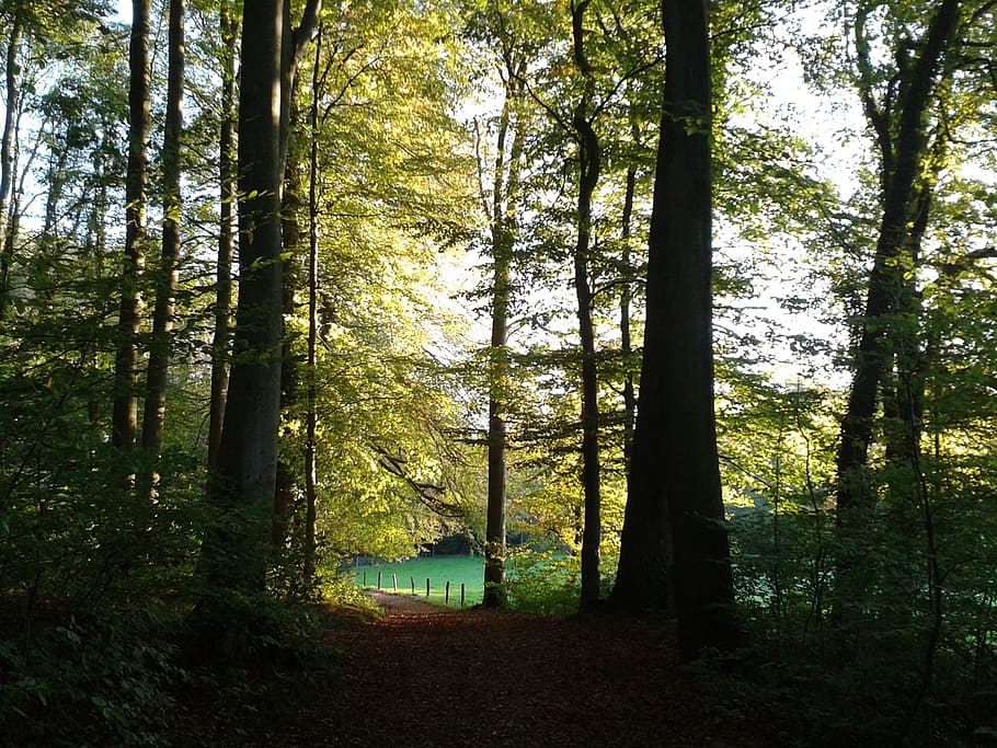 forest, away, nature, forest path, trees, hiking, landscape HD wallpaper