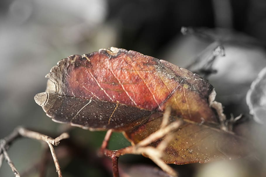 leaf, nature, macro, vegetation, plant, leaves, campaign, autumn HD wallpaper