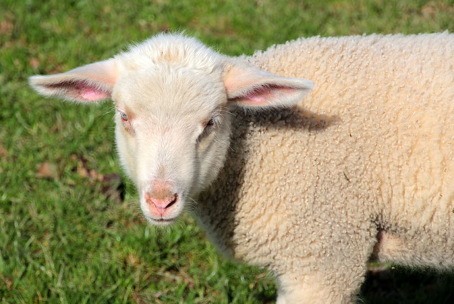 sheep, lamb, white, schäfchen, animals, spring, sweet, outdoor HD wallpaper