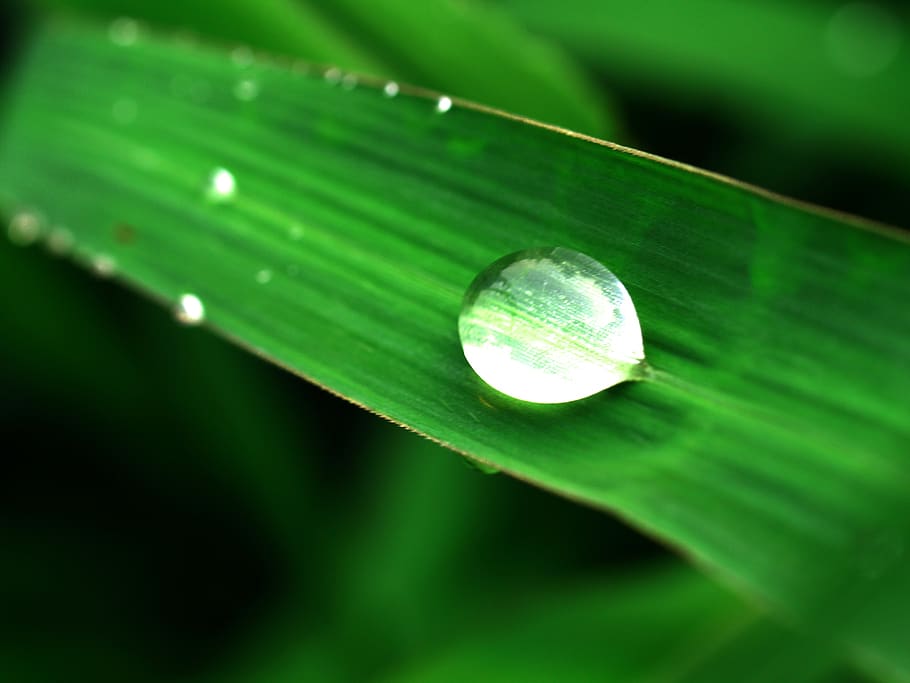 water, drops, leaf, grass, green, dew, rain, closeup, life HD wallpaper