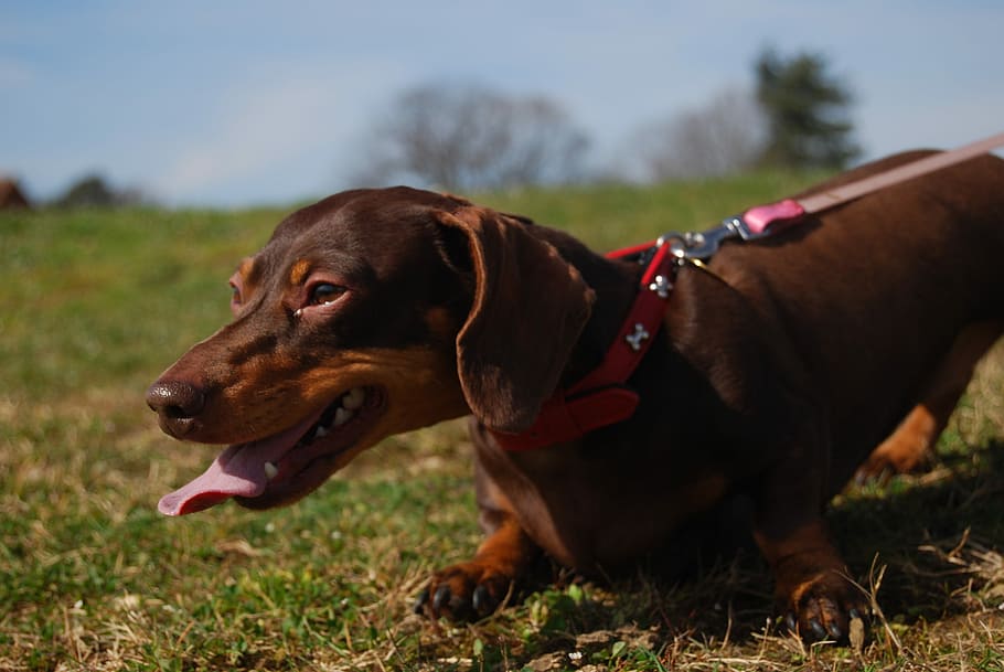 Dog, Panting, Canine, Tongue, Mouth, Open, mouth open, breed