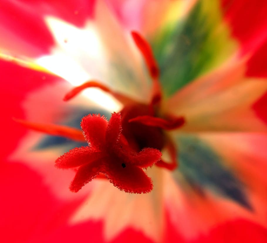 british, flora, green, red, flower, light, plant, uk, nature HD wallpaper