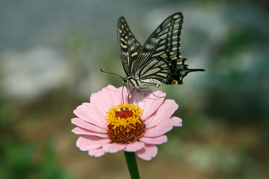 pink flowers and Eastern tiger swallowtail butterfly, insects, HD wallpaper