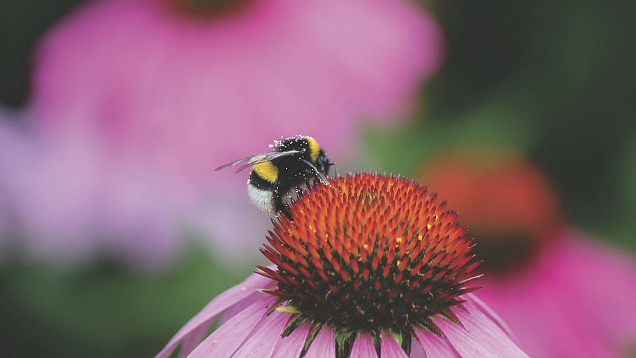 bumble bee perching on red flower bud, insect, macro, close HD wallpaper