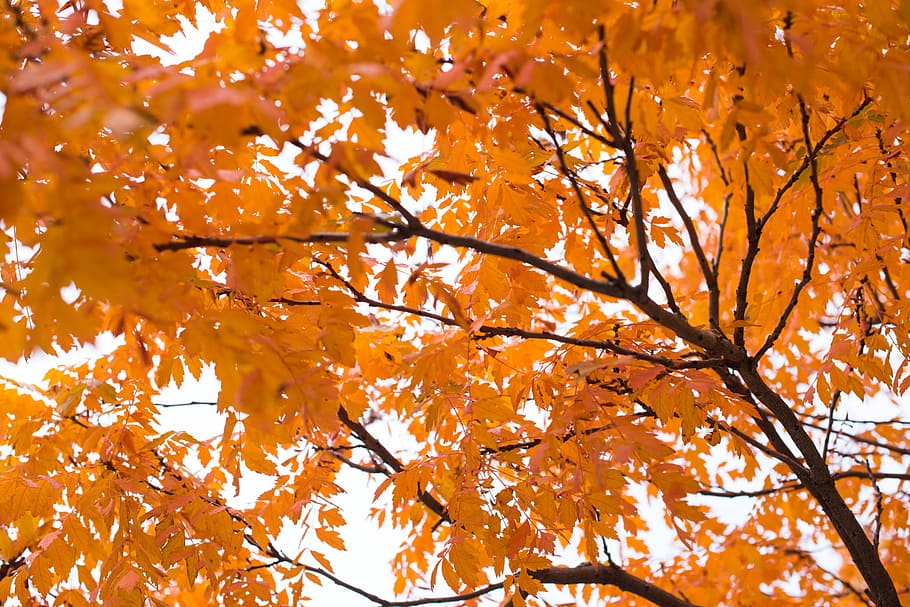 orange and brown tree branch, low angle photography of brown leafed tree HD wallpaper