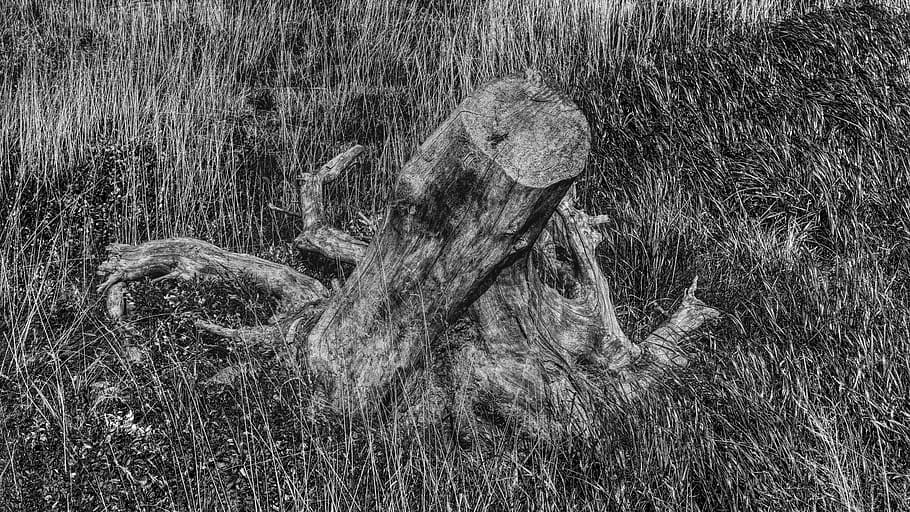 black white, tree stump, dehydrated, nature, mood, wilderness HD wallpaper