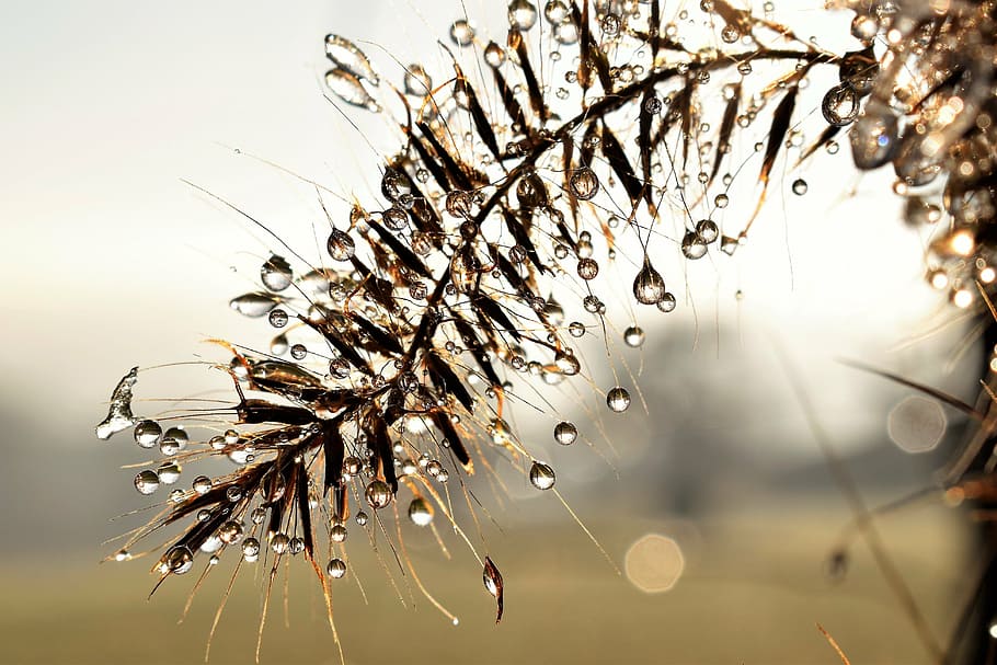 selective focus photography of brown leafed plant, drip, dew HD wallpaper