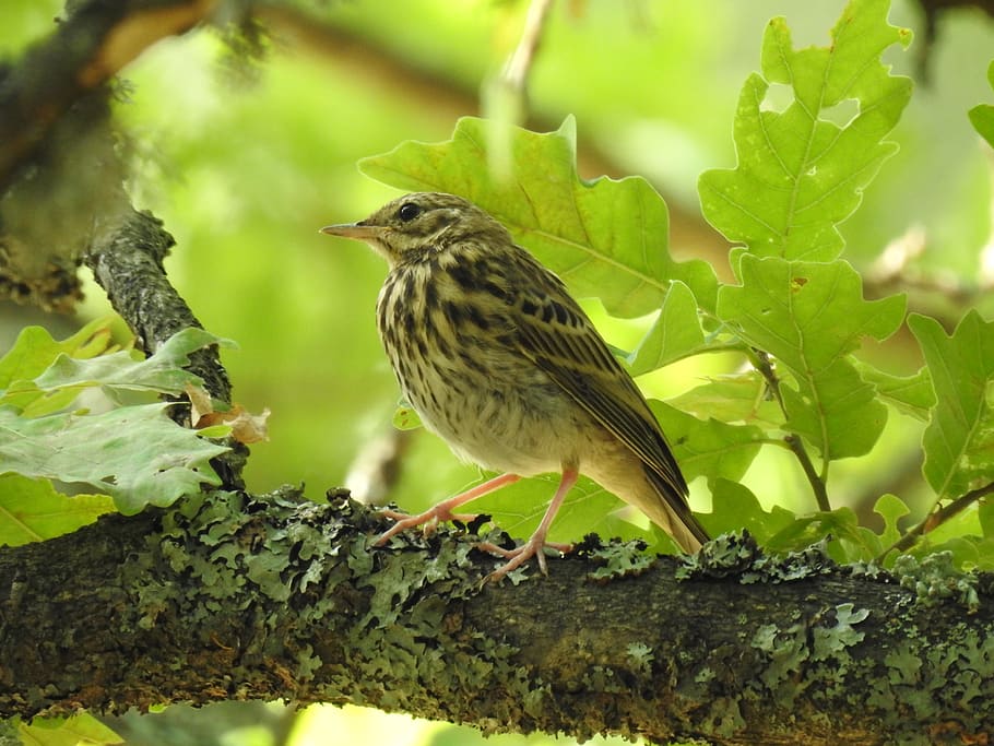 tree pipit, forest, bird, nature, oak, landscape, animals in the wild HD wallpaper