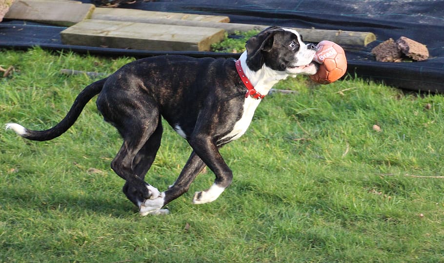 boxer, dog, pet, run, let off steam, hurdle, power, black and white HD wallpaper