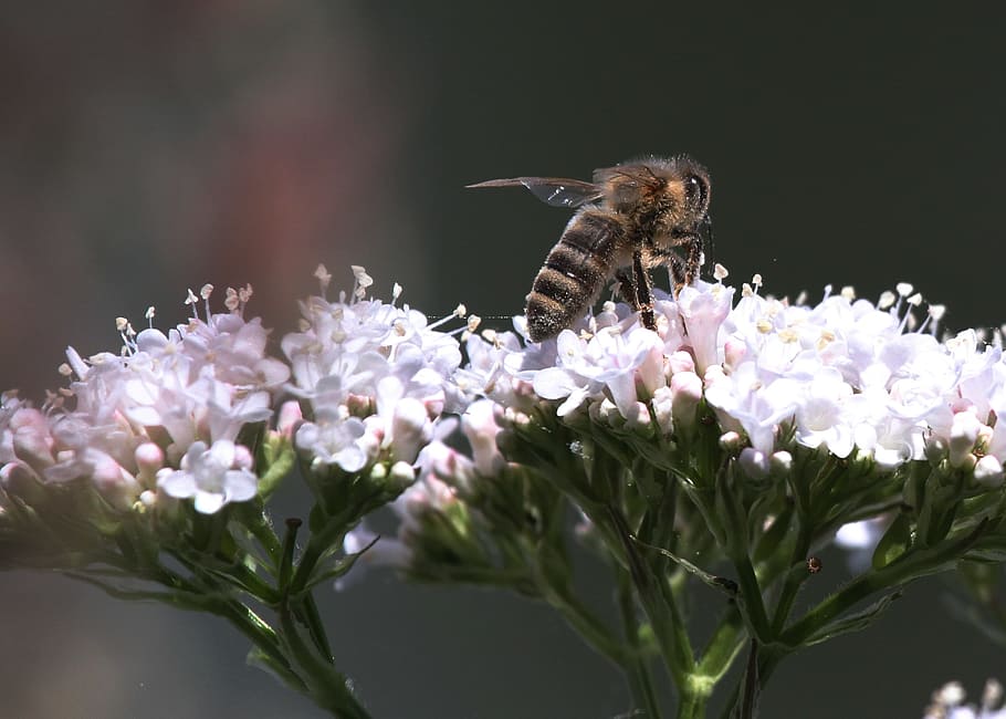 Bee, Insect, Flower, Honey, Animals, beehive, blossom, bloom HD wallpaper