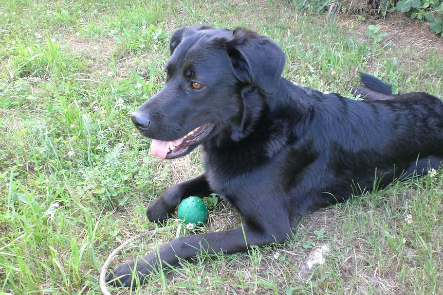 Dog, Play, Play, Ball, pets, one animal, grass, domestic animals HD wallpaper