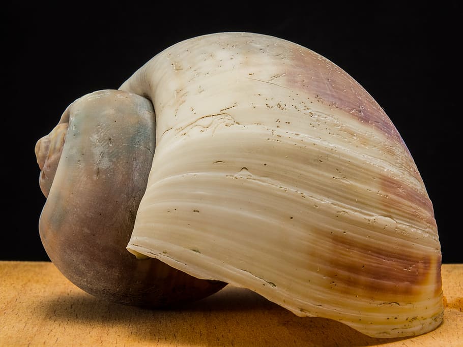 shell, snail, close, black background, studio shot, close-up HD wallpaper