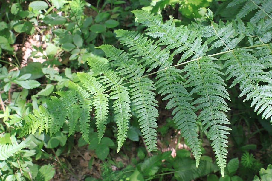 fern, forest, green, leaf, nature, plants, green Color, freshness HD wallpaper