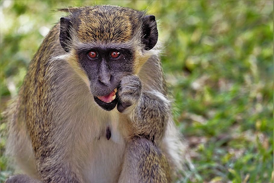 Animals, Monkey, Africa, Portrait, monkey portrait, primate