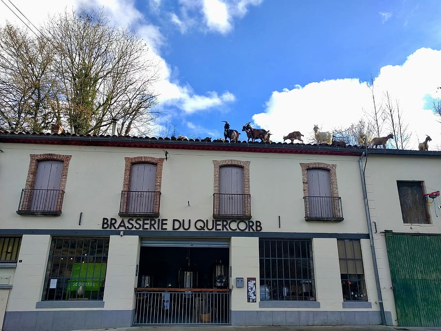 aude, brewery, goats, architecture, built structure, building exterior HD wallpaper