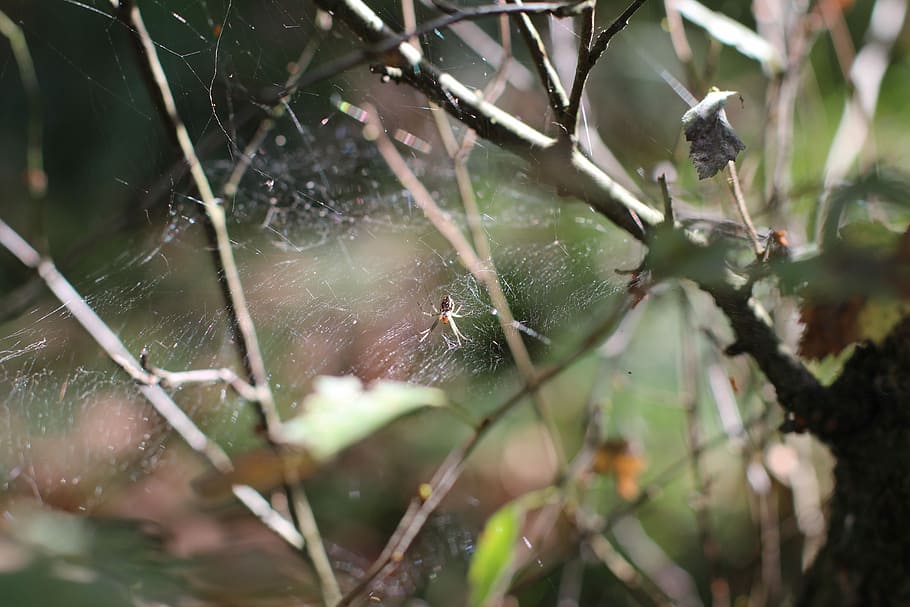Spider, Cobweb, Close, nature, outdoors, close-up, plant, no people HD wallpaper