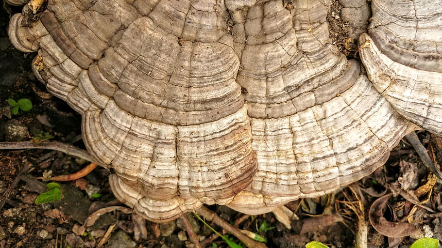 ganoderma, mushroom, fungus, textures, forest, nature, background HD wallpaper
