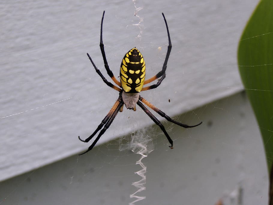 spider, bug, macro, web, insect, nature, arachnophobia, arachnid HD wallpaper