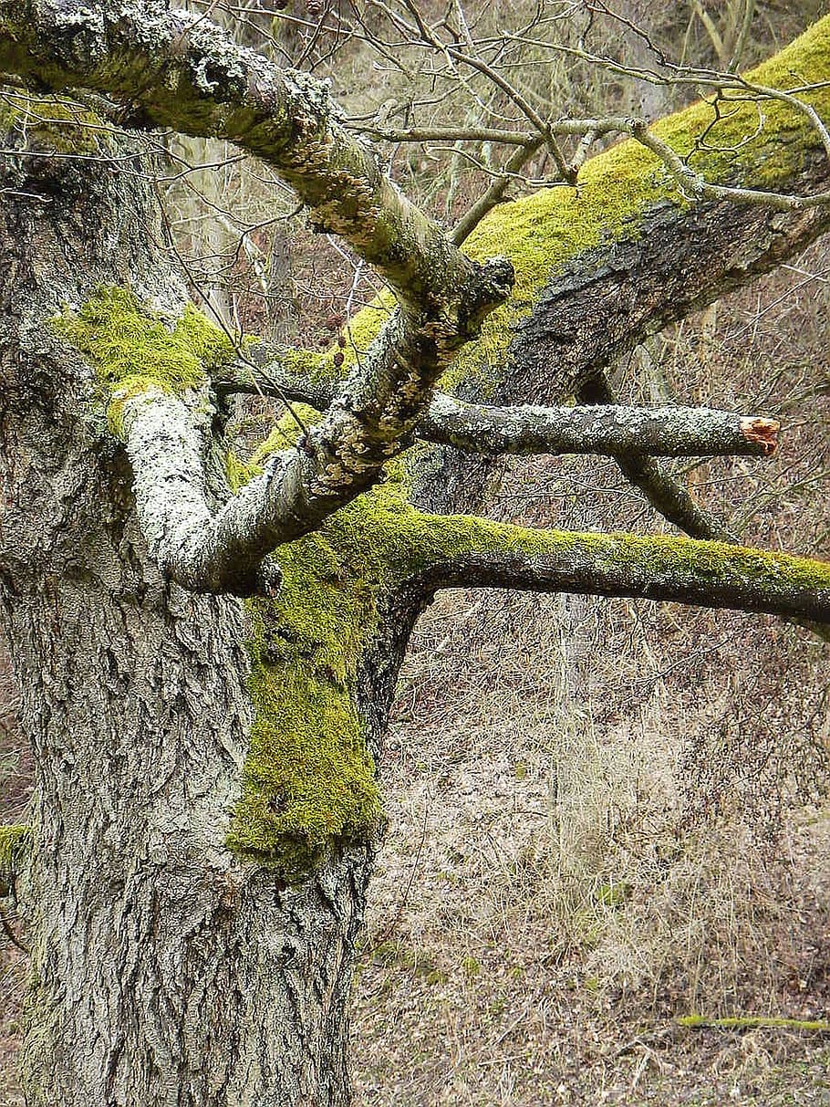 tree, bark, strain, old, nature, plant, day, tree trunk, tranquility HD wallpaper