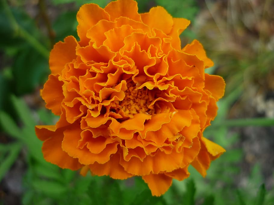 Marigold, Nature, Blossom, Bloom, yellow orange, flower bed edge, HD wallpaper