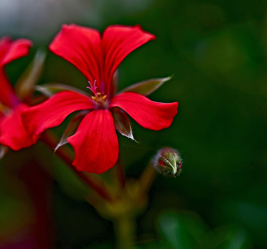 Flower, Geranium, Pelargonium, Thapsus, pelargonium thapsus HD wallpaper
