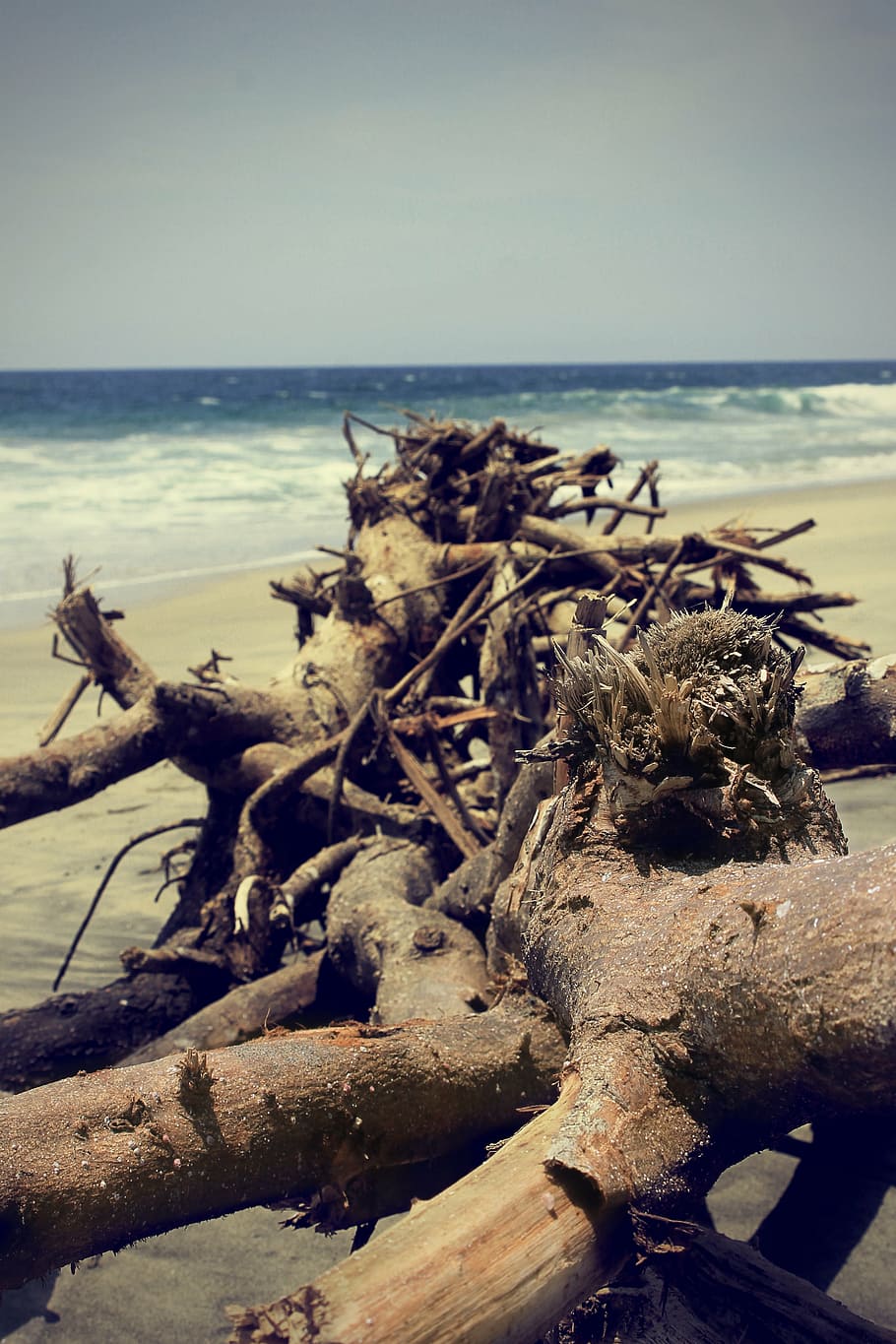 beach, tree, nature, ocean, background, sea, water, horizon over water HD wallpaper