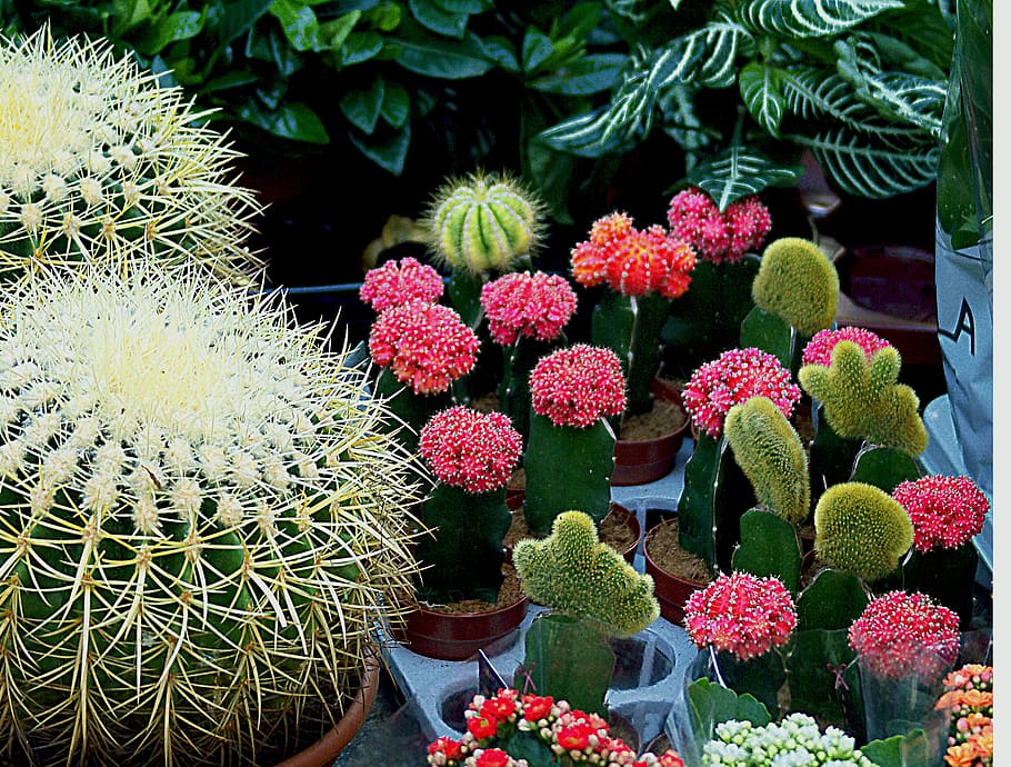 cacti, spherical, white, colorful, sucholubne, potted, decorative, HD wallpaper