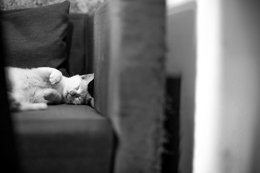 couch, sofa, cat, sleeping, pet, animal, kitten, domestic cat HD wallpaper