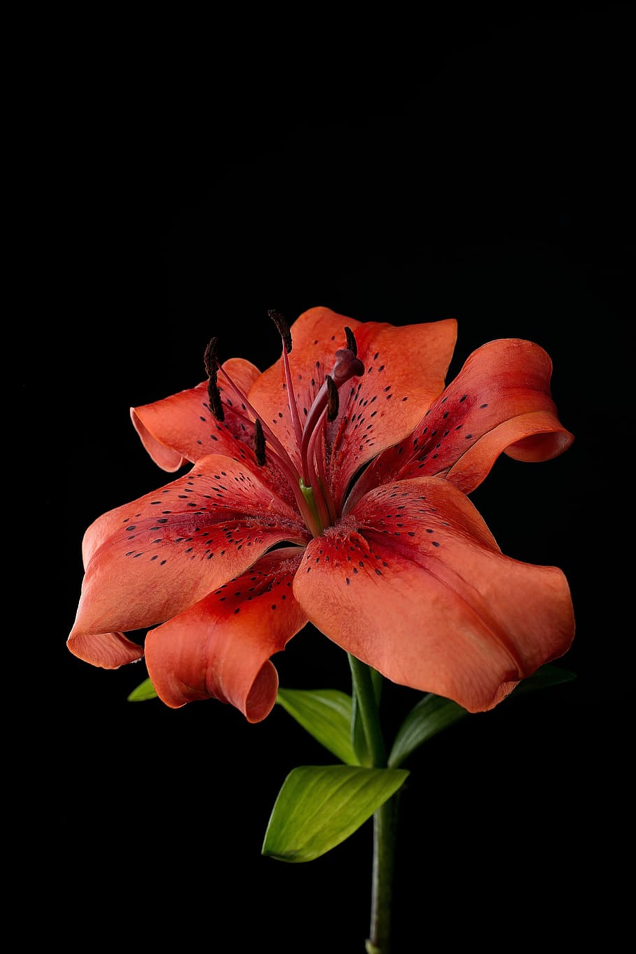 network, flower, black, flowering plant, petal, vulnerability HD wallpaper