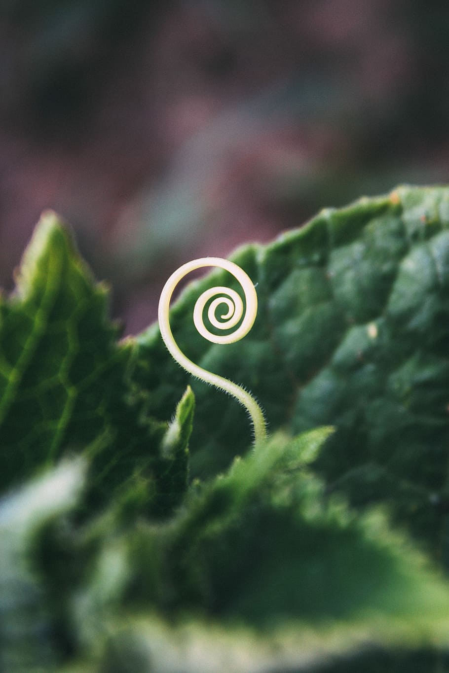 macro photography of green leaves, green leaf in macro photography HD wallpaper